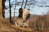 SKYE TERRIER 001